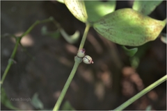 Helicanthes elastica